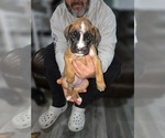 Small Photo #15 Boxer Puppy For Sale in GALLOWAY, NJ, USA