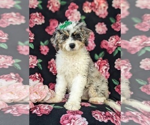 Miniature Bernedoodle Puppy for sale in OXFORD, PA, USA