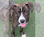 Small #1 American Pit Bull Terrier Mix