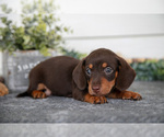 Puppy Zane Dachshund