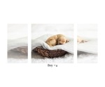 Puppy 6 Golden Retriever-Goldendoodle Mix