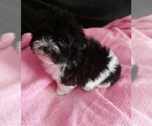 Havanese Puppy for sale in LIVONIA, MI, USA