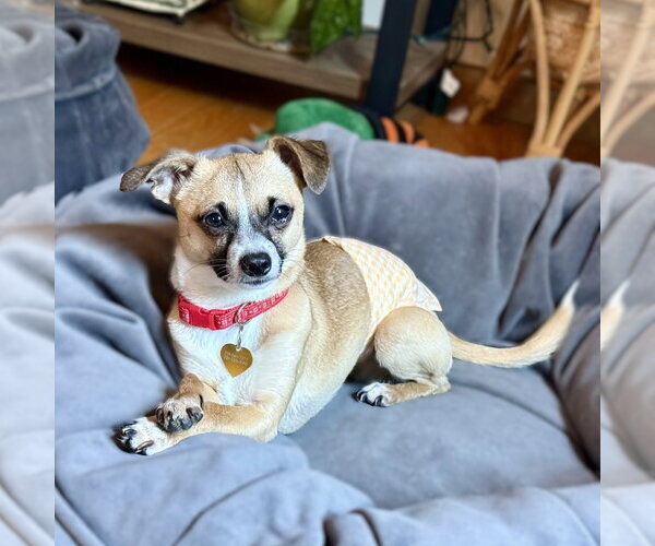 Medium Photo #6 Chihuahua-Unknown Mix Puppy For Sale in Fargo, ND, USA