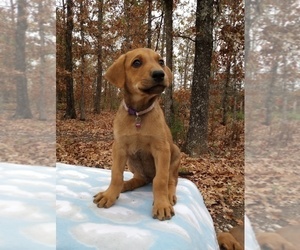ANATOLIAN MASTIFF-Doberman Pinscher Mix Puppy for sale in CAULFIELD, MO, USA