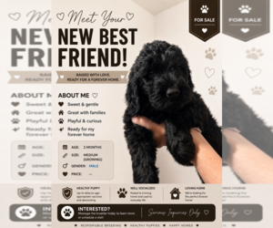 Medium Goldendoodle