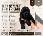 Puppy Mutt Goldendoodle