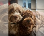 Small #5 Goldendoodle (Miniature)
