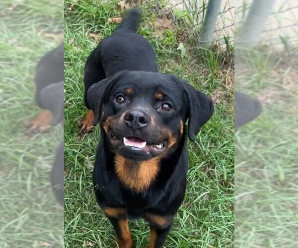 Medium Photo #2 Rottweiler Puppy For Sale in Hillsboro, NH, USA