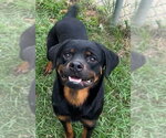 Small #1 Rottweiler