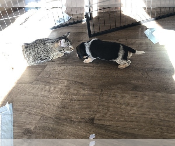 Medium Photo #1 Beagle Puppy For Sale in FORT DODGE, IA, USA