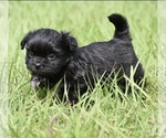 Small #2 Shih Aussie