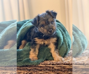 Yorkshire Terrier Puppy for Sale in CHICAGO, Illinois USA