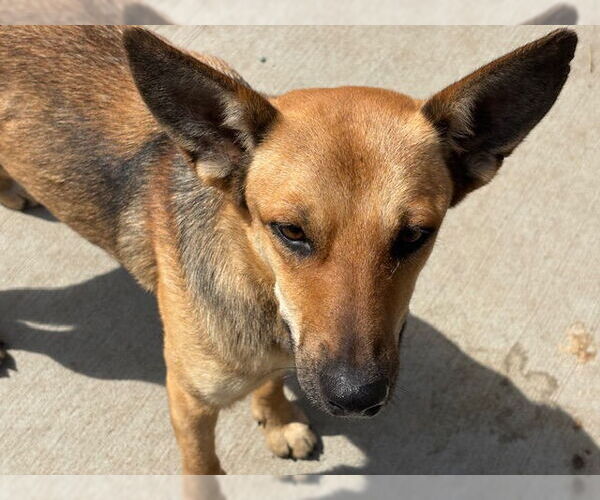 Medium Photo #1 German Shepherd Dog-Unknown Mix Puppy For Sale in Tulsa, OK, USA
