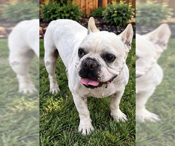 Medium Photo #2 French Bulldog Puppy For Sale in Apple Valley, CA, USA