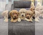 Small #4 Golden Retriever
