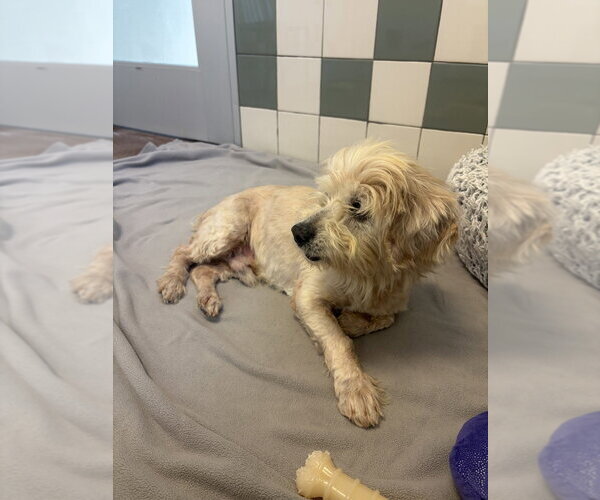 Medium Photo #2 Mutt Puppy For Sale in Salinas, CA, USA