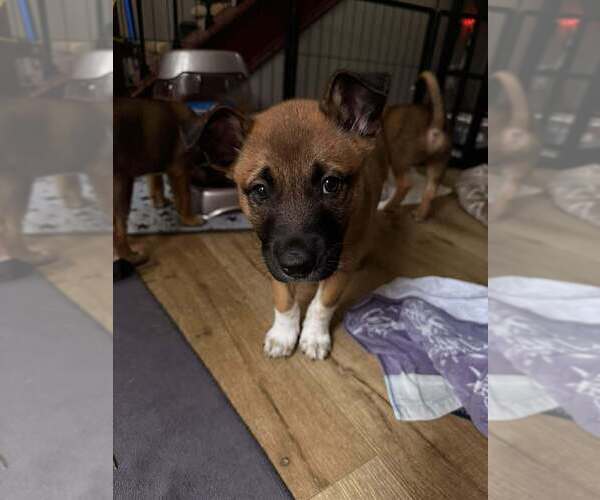 Medium Photo #2 Mutt Puppy For Sale in Imlay City, MI, USA