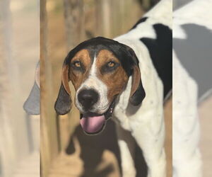 Treeing Walker Coonhound Dogs for adoption in Westminster, MD, USA