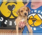 Small Photo #1 Mutt Puppy For Sale in Candler, NC, USA