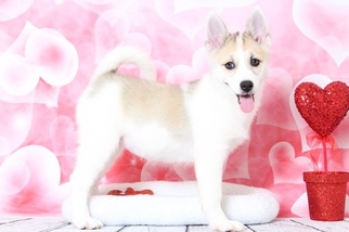 Pomsky Puppy for sale in BEL AIR, MD, USA