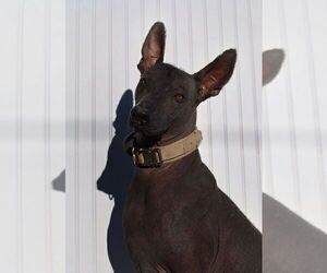 Father of the Xoloitzcuintli (Mexican Hairless) puppies born on 12/01/2025