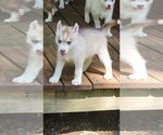 Small Photo #5 Siberian Husky Puppy For Sale in AMORY, MS, USA