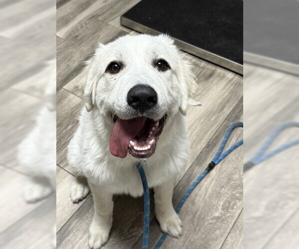 Medium Photo #1 Great Pyrenees Puppy For Sale in Redlands, CA, USA