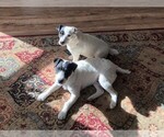 Small Photo #1 Parson Russell Terrier Puppy For Sale in DORRIS, CA, USA