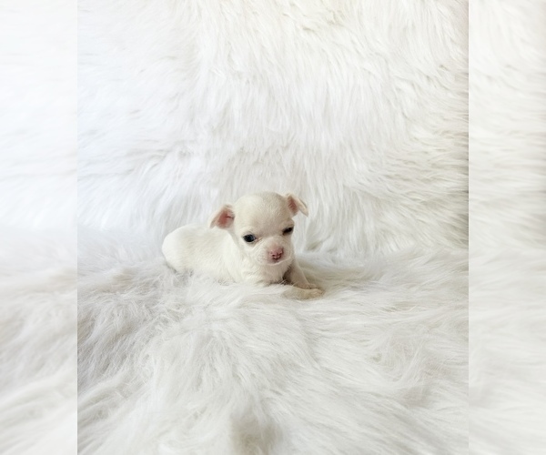 Medium Photo #3 Chihuahua Puppy For Sale in SACRAMENTO, CA, USA