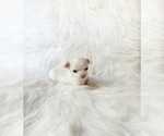Small #2 Chihuahua