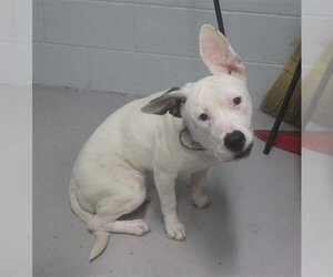 Mutt Dogs for adoption in Augusta, GA, USA