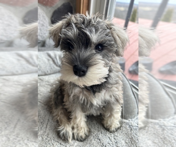 Medium Photo #3 Schnauzer (Miniature) Puppy For Sale in LAWRENCE, MI, USA