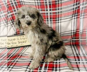 Poodle (Miniature)-Sheepadoodle Mix Puppy for sale in HOLMESVILLE, OH, USA