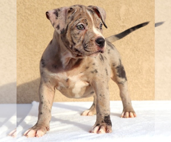 Medium Photo #7 American Bully Puppy For Sale in PALMDALE, CA, USA