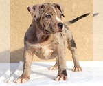 Small Photo #7 American Bully Puppy For Sale in PALMDALE, CA, USA