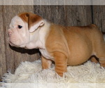 Small Photo #11 English Bulldog Puppy For Sale in VERONA, MO, USA