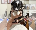 Small #2 North American Shepherd