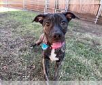 Small Plott Hound Mix