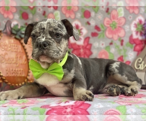 Full screen Photo #1 French Bulldog Puppy For Sale in LANCASTER, PA, USA