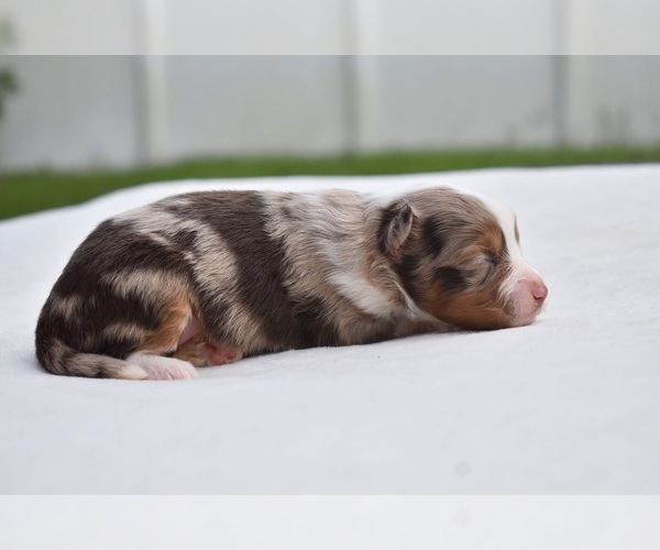 Medium Photo #3 Miniature Australian Shepherd Puppy For Sale in PALM COAST, FL, USA