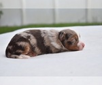 Small #2 Miniature Australian Shepherd