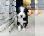Small #6 Australian Shepherd