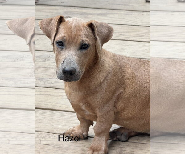 Medium Photo #1 Labrador Retriever-Unknown Mix Puppy For Sale in Sterling, MA, USA