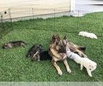 Small Photo #2 German Shepherd Dog Puppy For Sale in ROSHARON, TX, USA