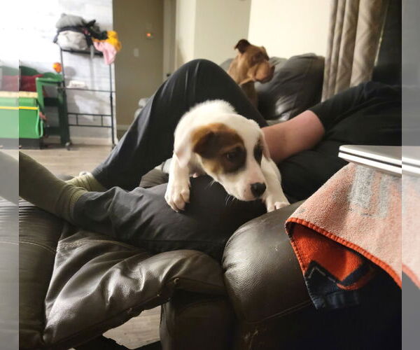 Medium Photo #3 Mutt Puppy For Sale in Wheaton, IL, USA