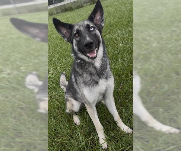 Medium Photo #2 Gerberian Shepsky Puppy For Sale in Rosenberg, TX, USA
