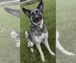 Small #1 Gerberian Shepsky