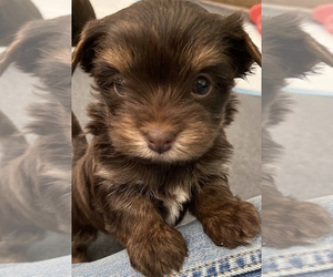 Yorkshire Terrier Puppy for sale in WACO, TX, USA
