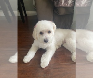 Mother of the Maltese puppies born on 10/25/2024