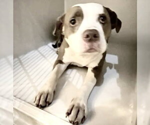Mutt Dogs for adoption in Houston, TX, USA